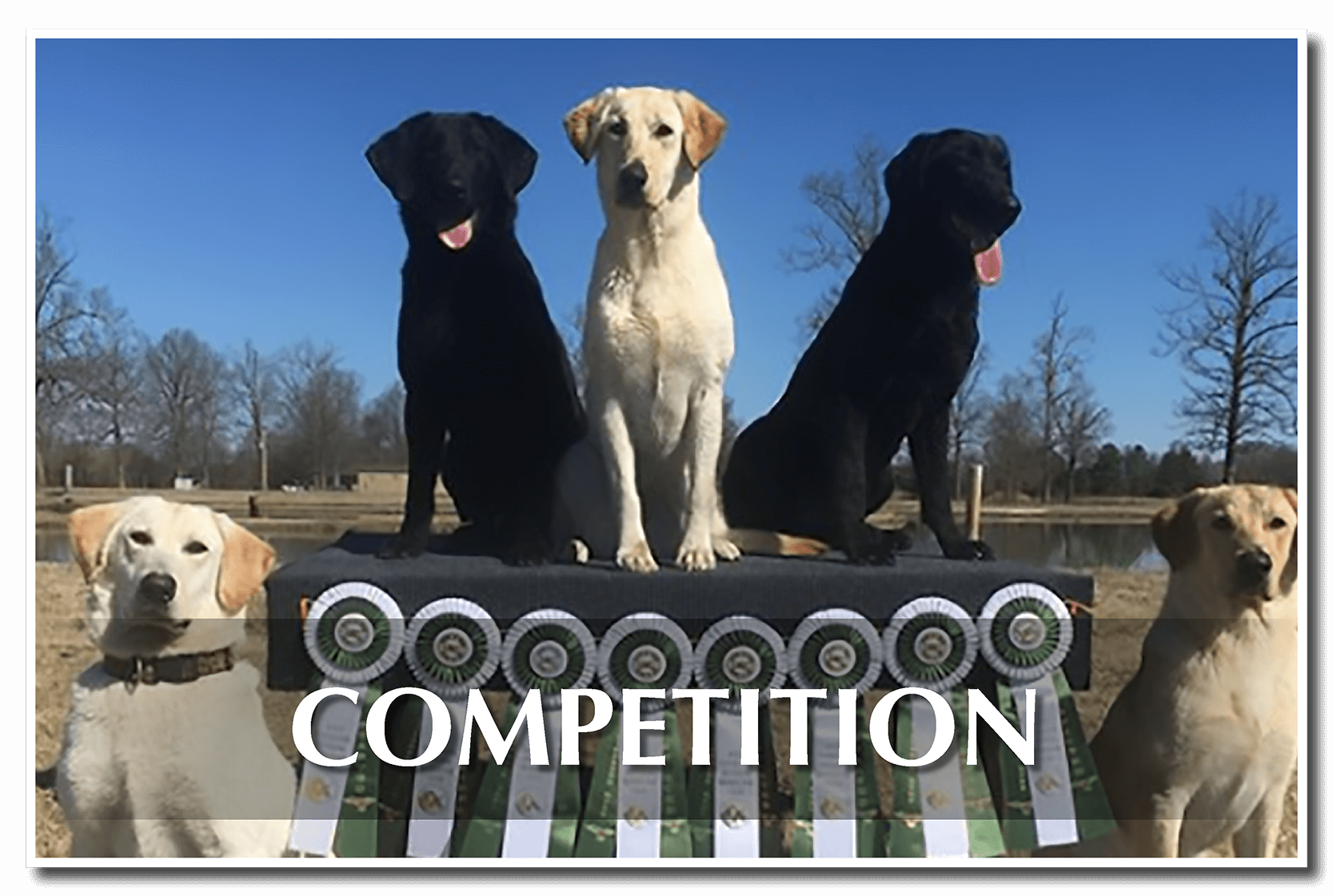 Competition Dogs