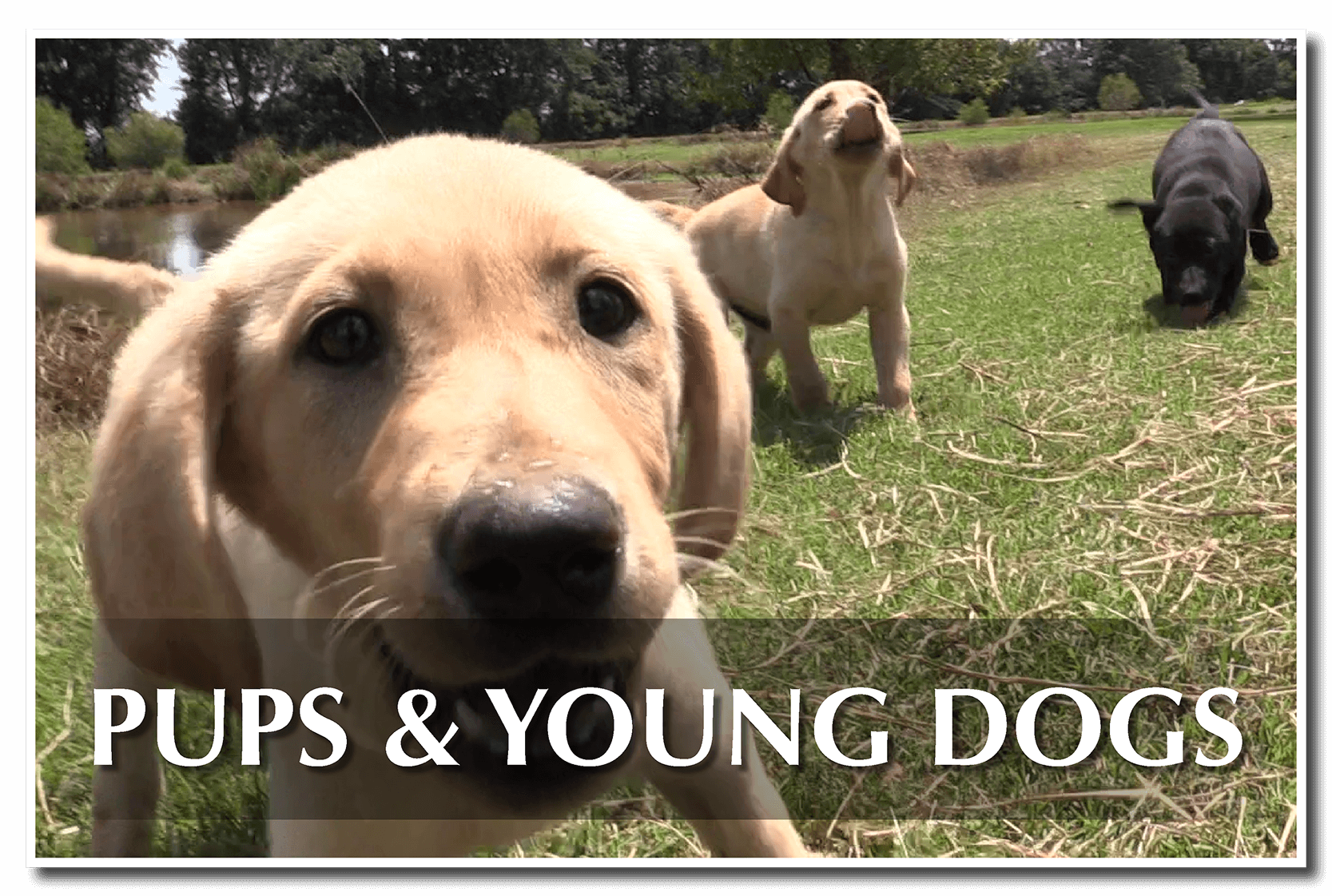 Puppies and Young Dogs